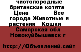 чистопородные британские котята › Цена ­ 10 000 - Все города Животные и растения » Кошки   . Самарская обл.,Новокуйбышевск г.